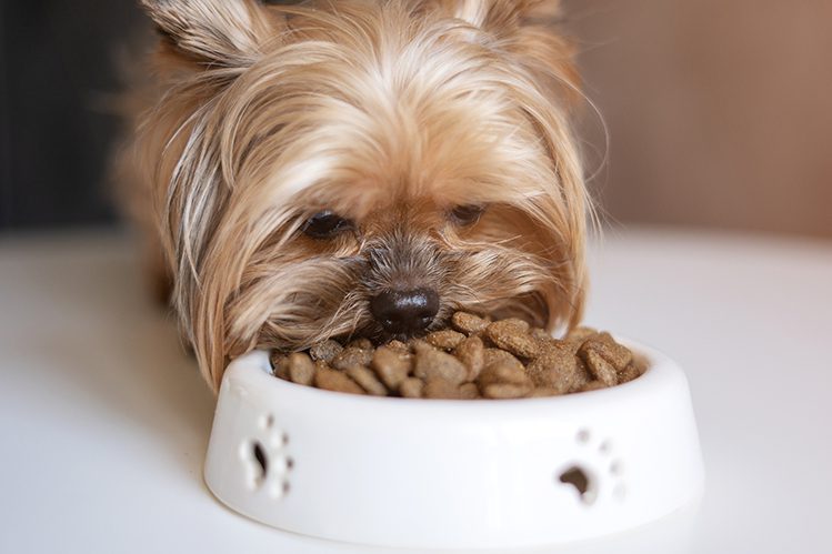 How to care for a Yorkshire Terrier?