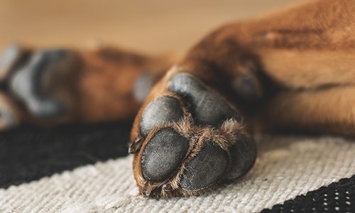 How to care for dog paws