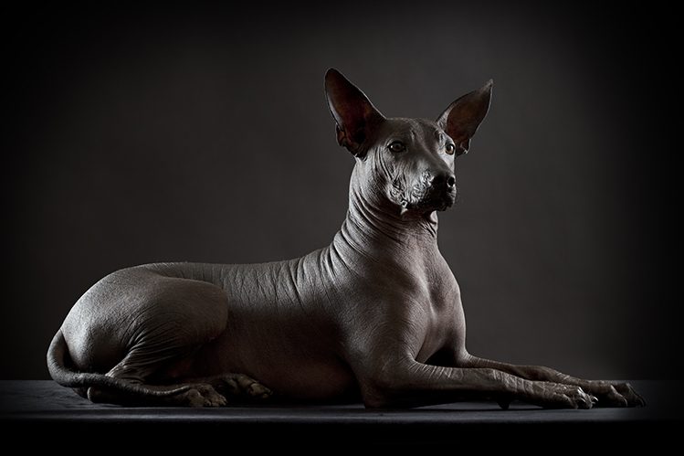 How to care for hairless dogs?