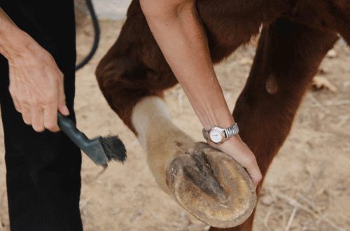 How to care for horse hooves