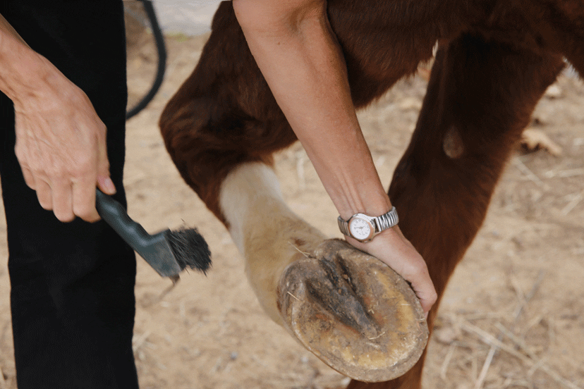 How to care for horse hooves