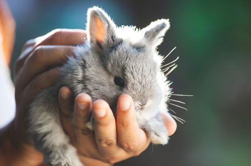 How to care for rabbit fur?