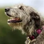 How to care for rough-haired dogs