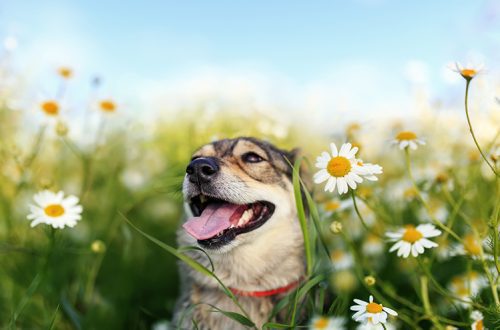 How to care for the coat of dogs and cats in the summer