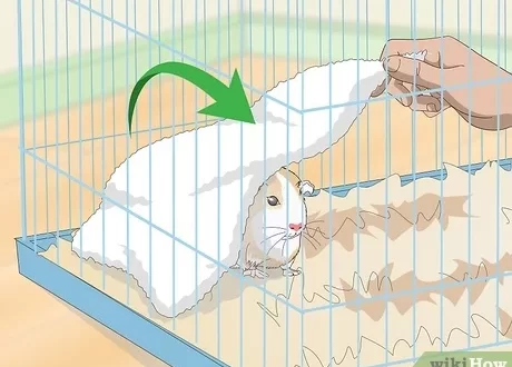 How to catch a guinea pig