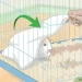 How to choose a cage for a guinea pig