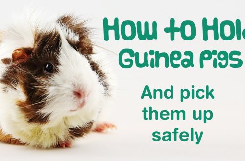 How to catch and carry a guinea pig
