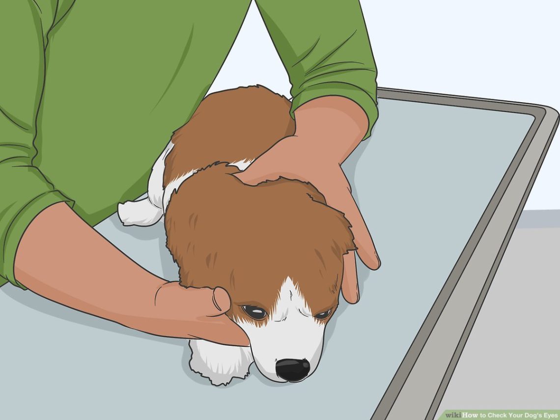How to check the stigma in a puppy?