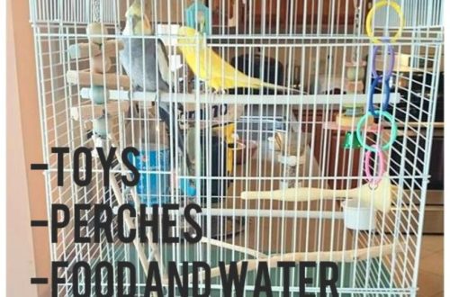 How to choose a cage for a budgerigar?