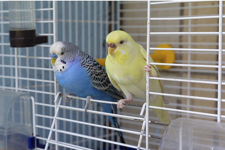 How to choose a cage for a parrot, canary and other birds?
