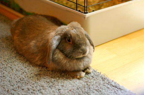 How to choose a cage for a rabbit?
