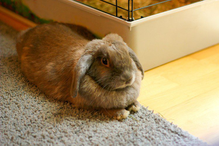 How to choose a cage for a rabbit?
