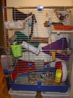 How to choose a cage for a rat?