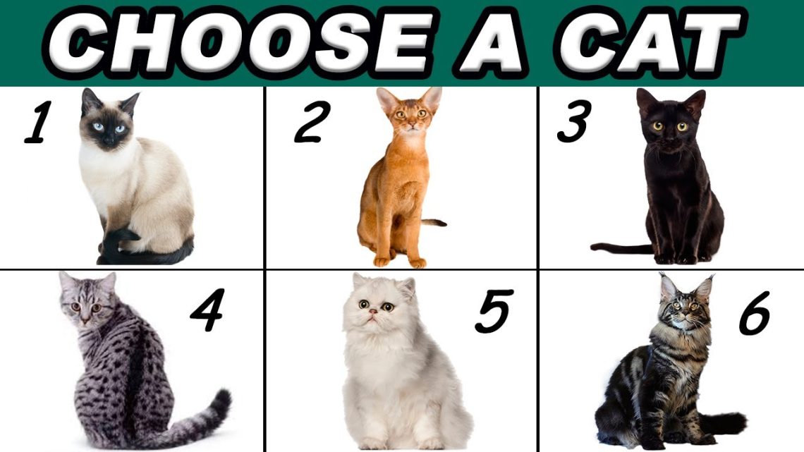 How to choose a cat by character?