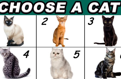 How to choose a cat by character?
