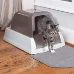 How to choose a cat litter?