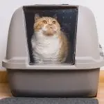 How to choose a cat litter box?