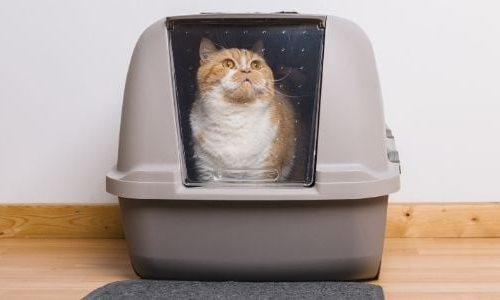 How to choose a cat litter box?