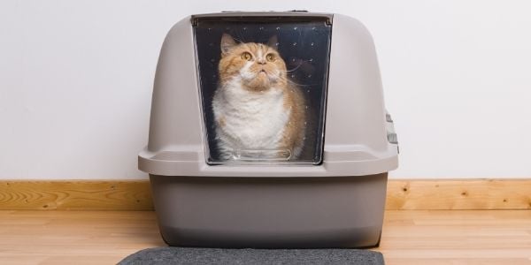 How to choose a cat litter box?