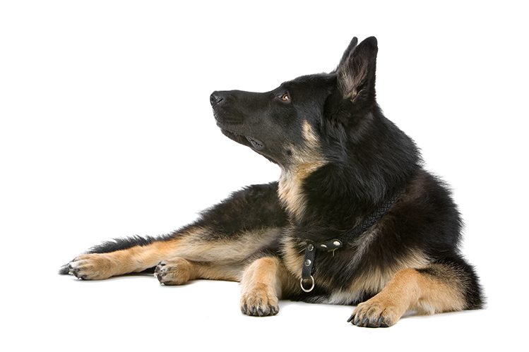 How to choose a collar for a German shepherd?
