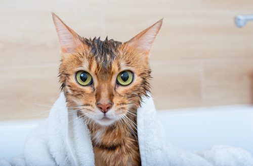 How to choose a conditioner for dogs and cats