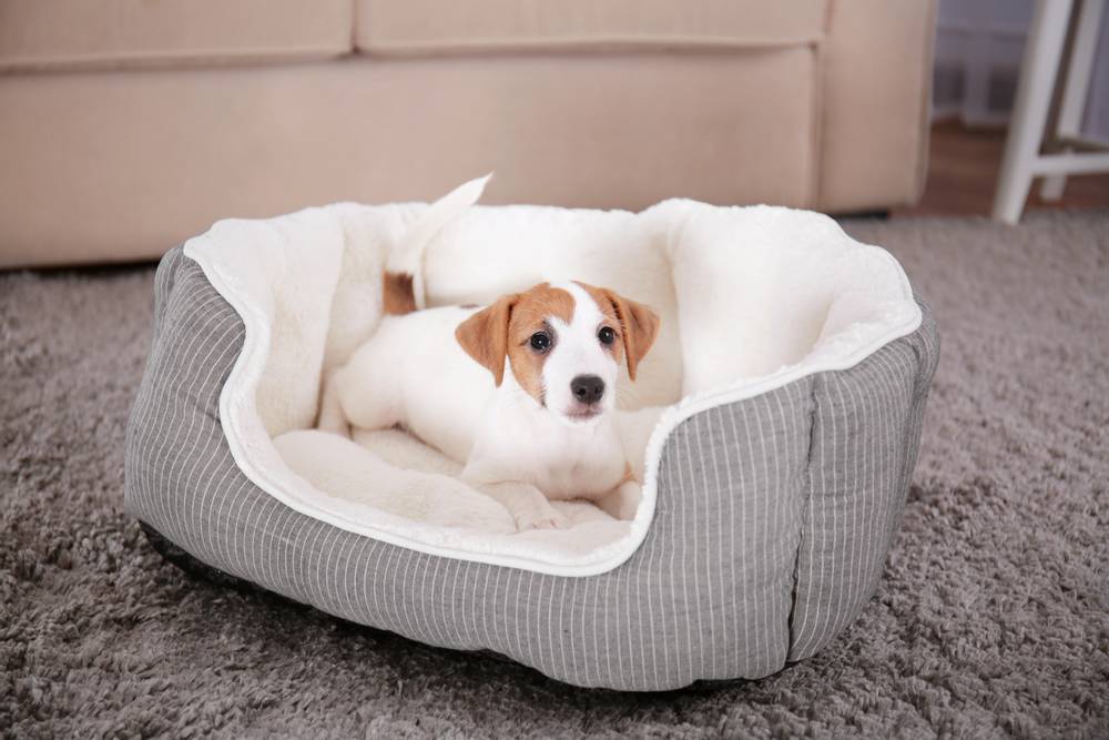 How to choose a dog bed?