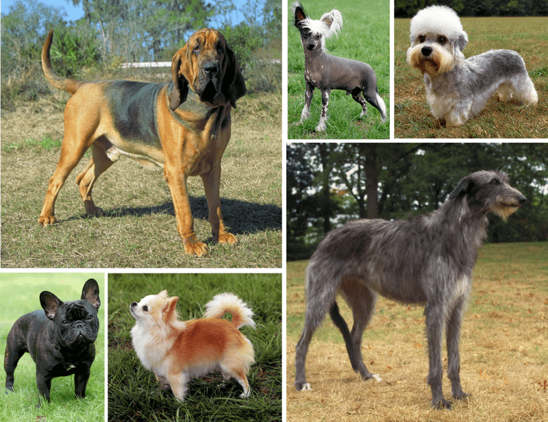 How to choose a dog breed