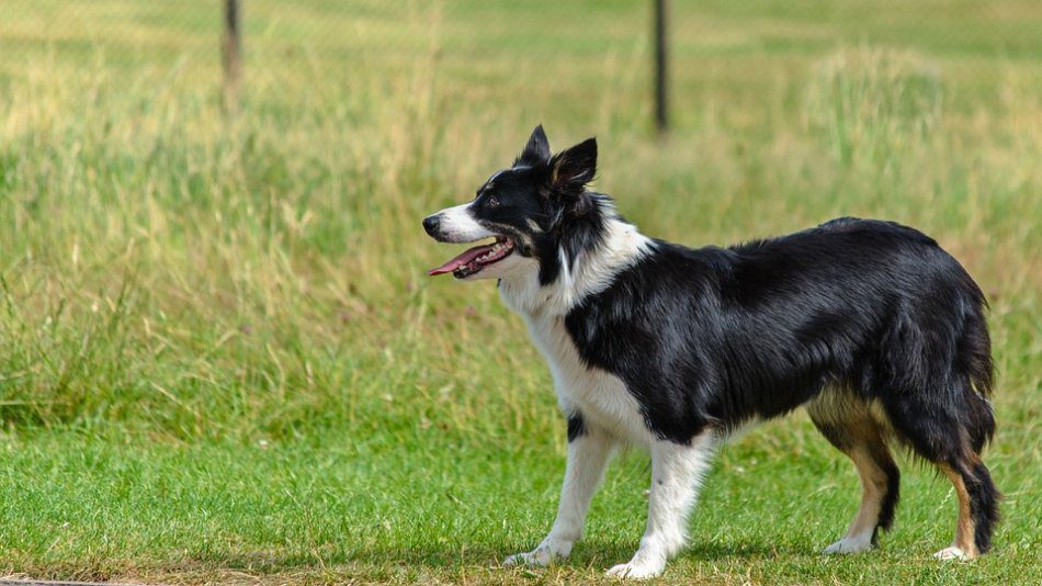 How to choose a dog breed