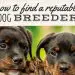 Best Dog Breeds