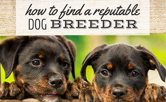 How to choose a dog breeder?