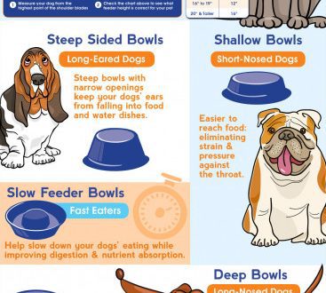How to choose a dog feeder?