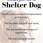 How to choose a dog in a shelter?