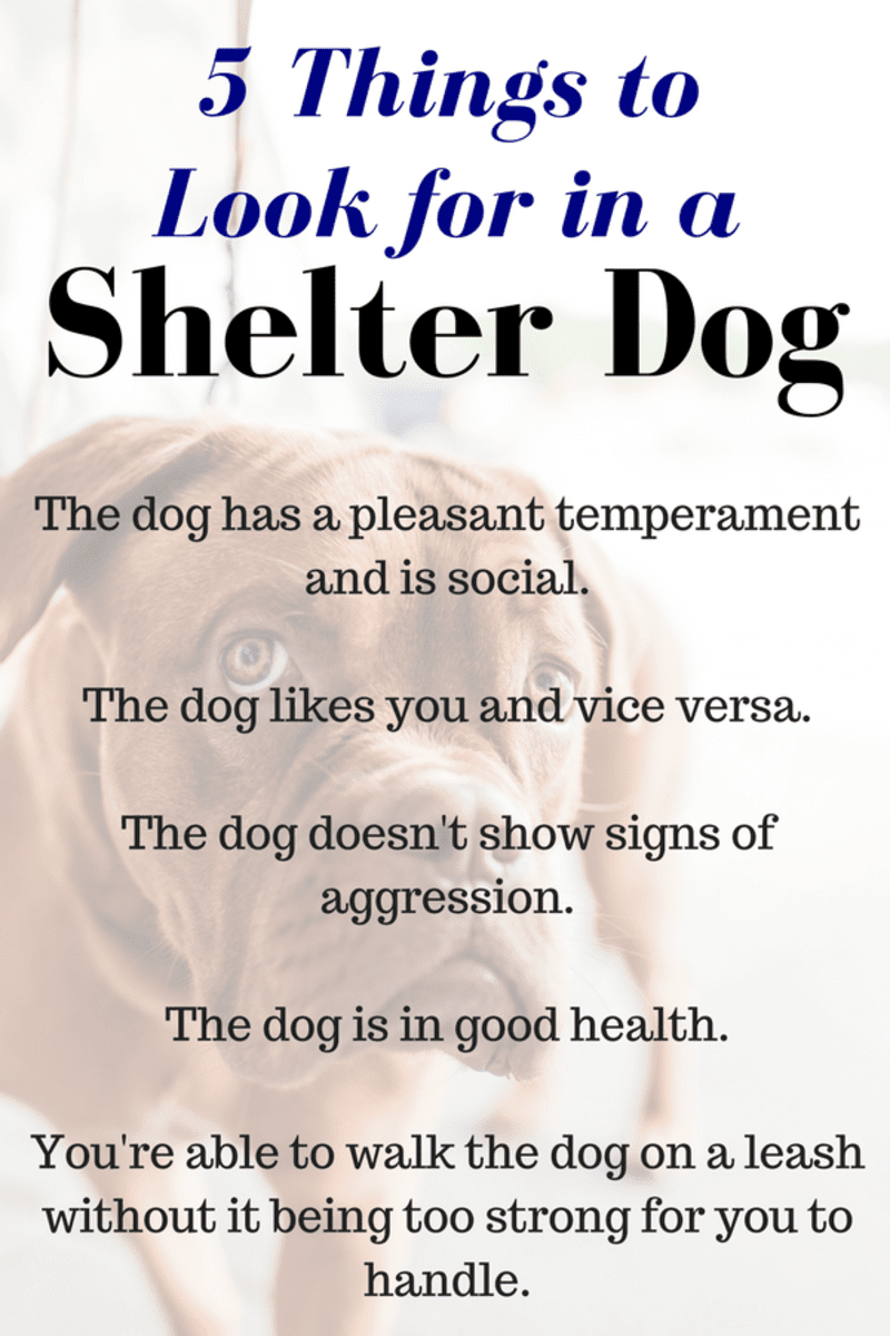 How to choose a dog in a shelter?