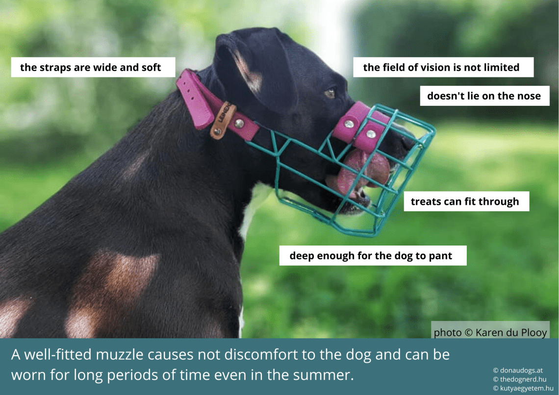 How to choose a dog muzzle?