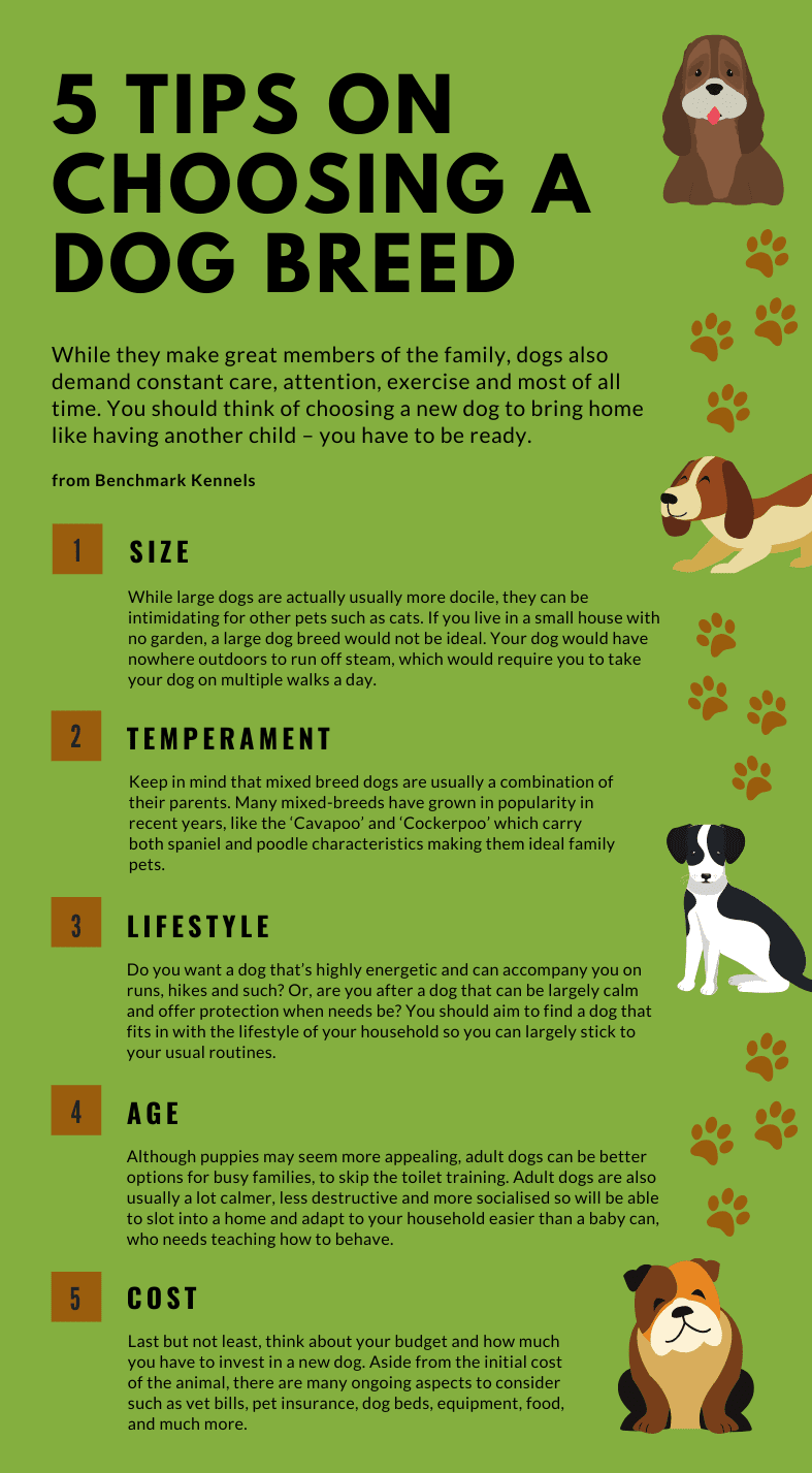 How to choose a dog?