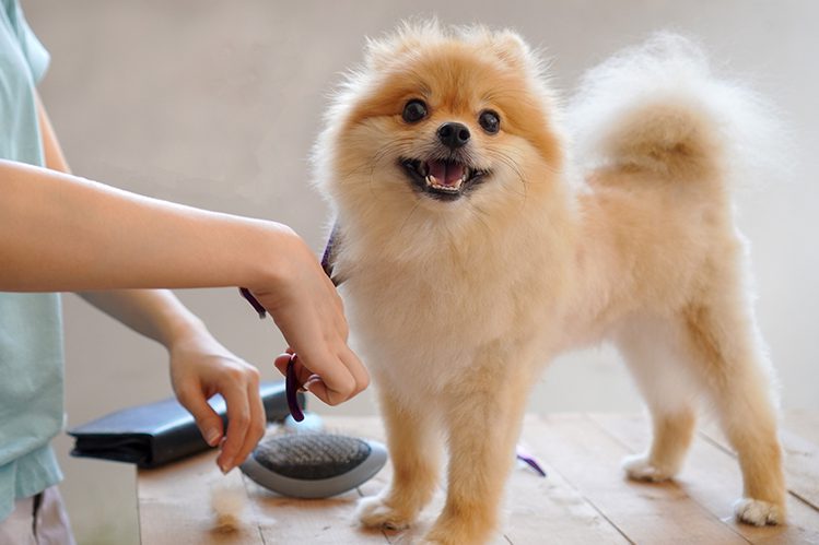 How to choose a groomer?