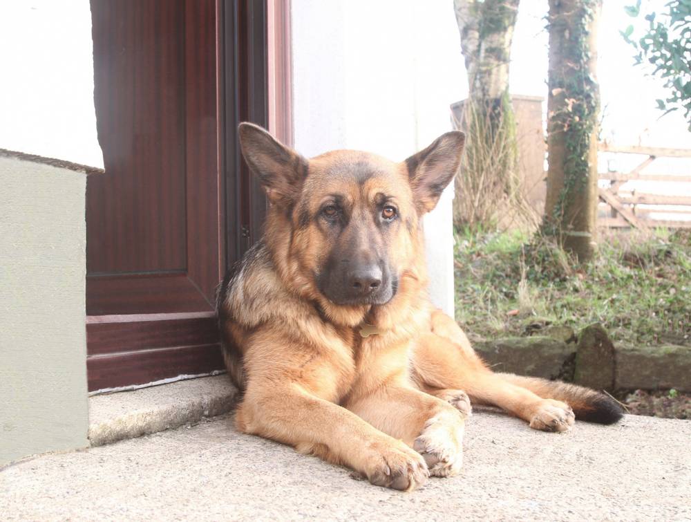How to choose a guard dog?
