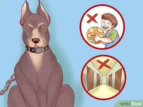 How to choose a guard dog?