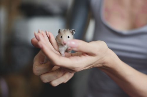 How to choose a healthy hamster?
