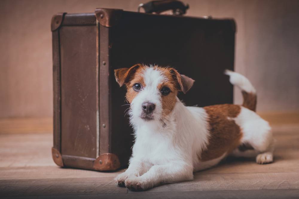 How to choose a hotel for a dog?