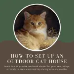 How to choose a house for a cat?
