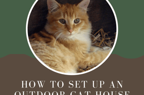 How to choose a house for a cat?