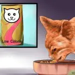 How to choose a low-calorie cat food?