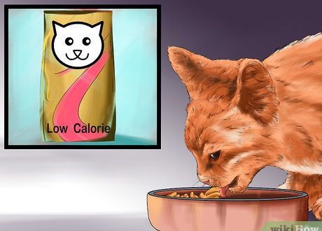 How to choose a low-calorie cat food?