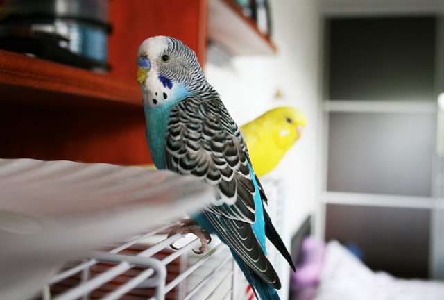 How to choose a pair of parrots?