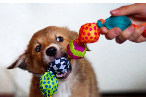 How to choose a puppy toy?