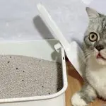How to choose a toilet-house for a cat?