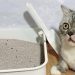 How to choose a cat litter?