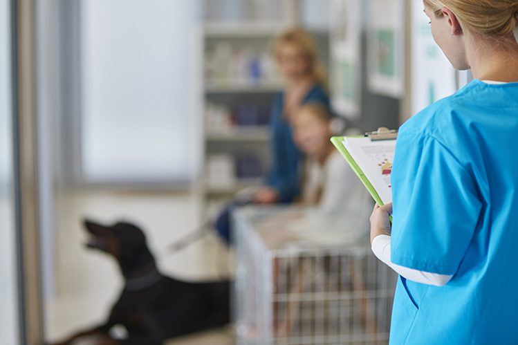 How to choose a veterinary clinic and veterinarian?