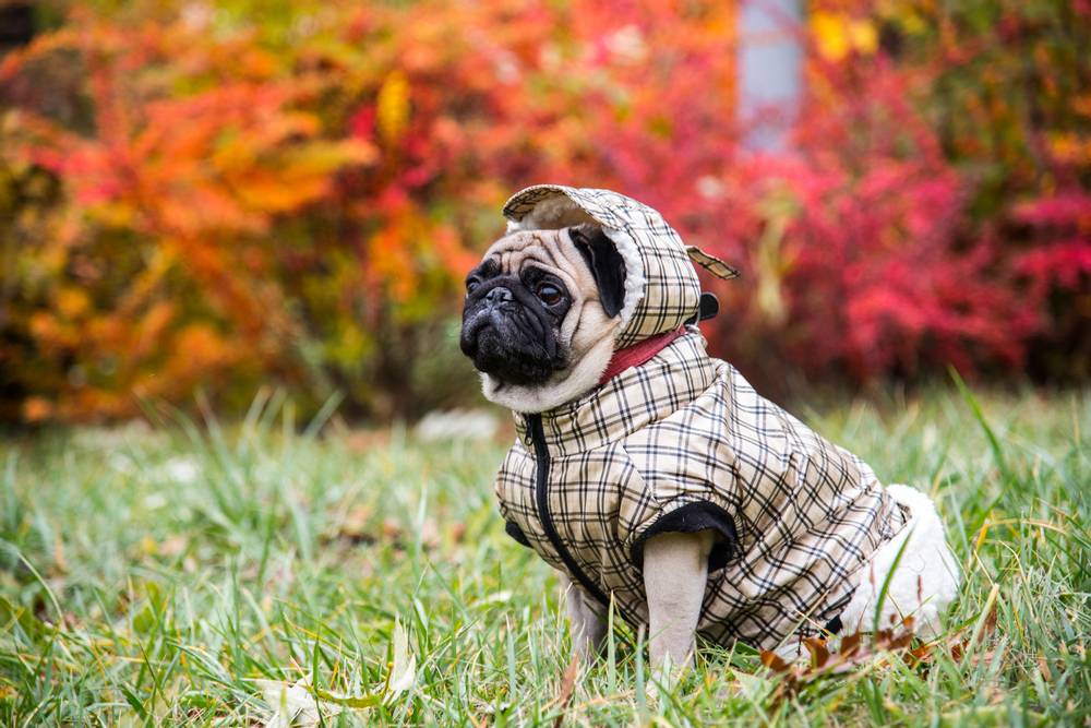 How to choose clothes for a dog?